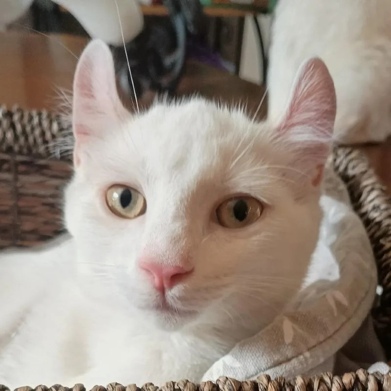 A baby small-sized female White Domestic Short Hair cat named Annie for adoption in Falls Church, VA