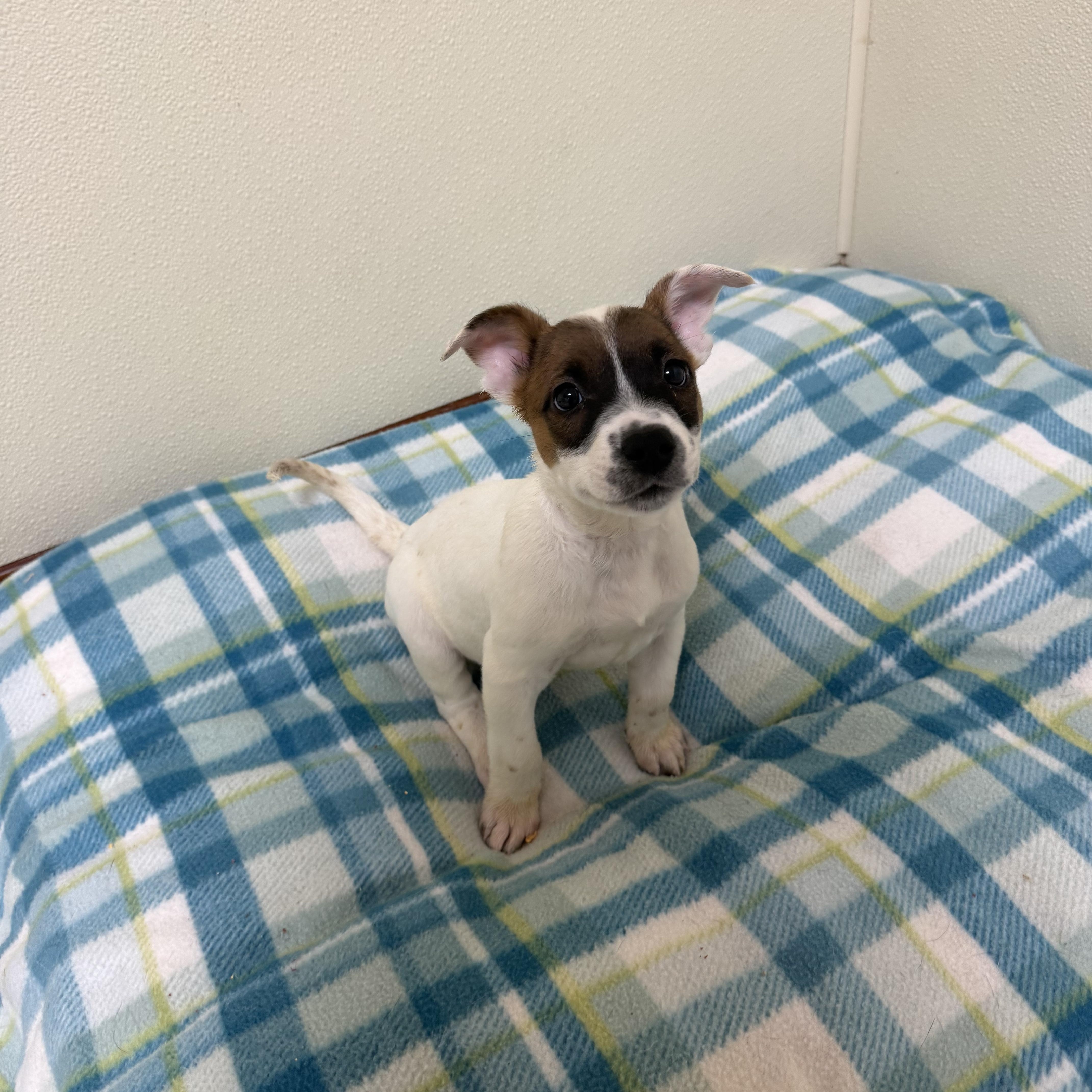A baby medium-sized female White / Cream Mixed Breed dog named Claire for adoption in Douglas, MA