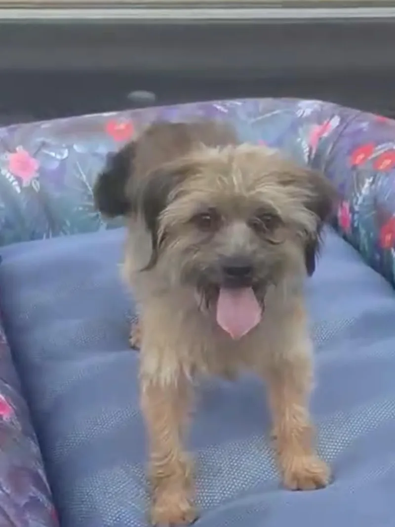 An adult small-sized male Bicolor Mixed Breed dog named Loki for adoption in Spring hill, TN