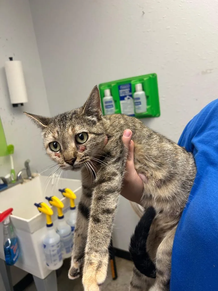 A young large-sized female Domestic Short Hair cat named Pepper for adoption in Lockhart, TX