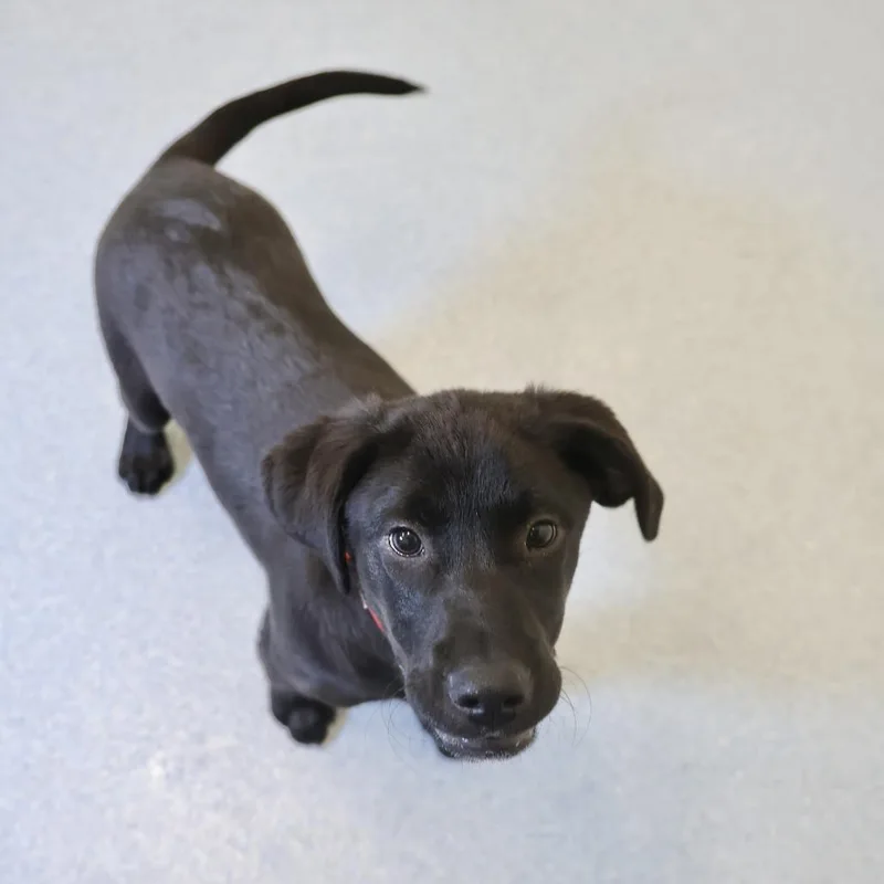 A baby small-sized female Black Labrador Retriever dog named Dixie for adoption in Briarcliff Manor, NY