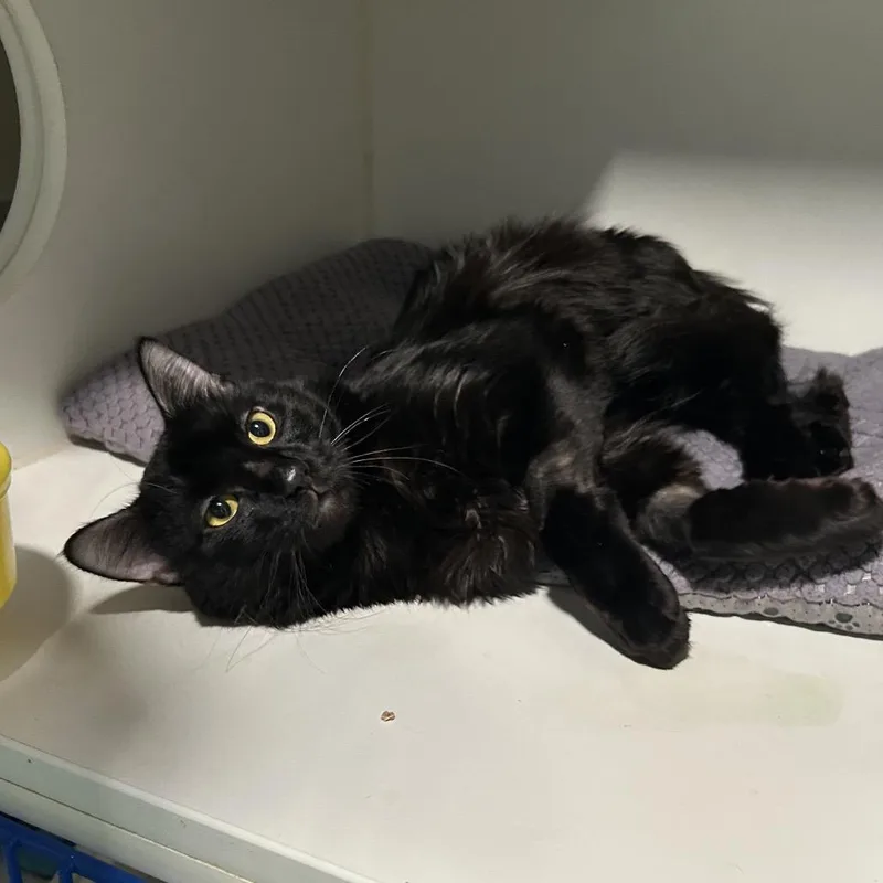 An adult large-sized male Domestic Long Hair cat named Jamaica for adoption in Oyster Bay, NY