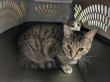 An adult medium-sized female Brown / Chocolate Domestic Short Hair cat named Wheat Thins for adoption in Kansas City, MO