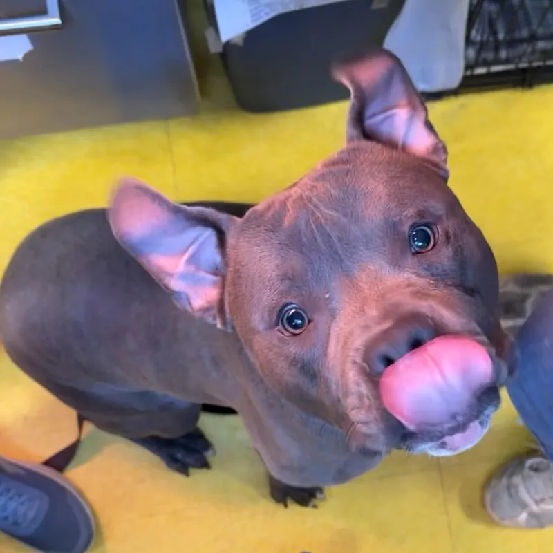 An adult large-sized male Gray / Blue / Silver Mixed Breed dog named Neville for adoption in Pittsburgh, PA