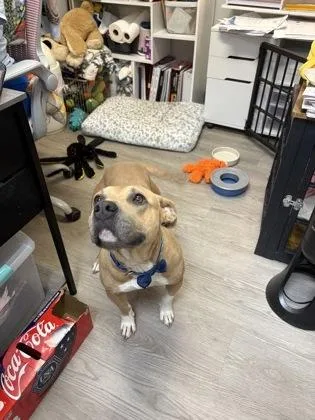 A young large-sized female Yellow / Tan / Blond / Fawn Mixed Breed dog named Dolly for adoption in Georgetown, SC