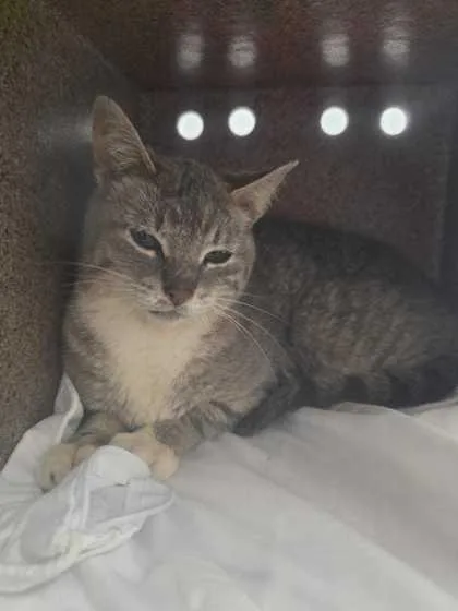 An adult small-sized female Domestic Short Hair cat named Rose Petal for adoption in Sevierville, TN