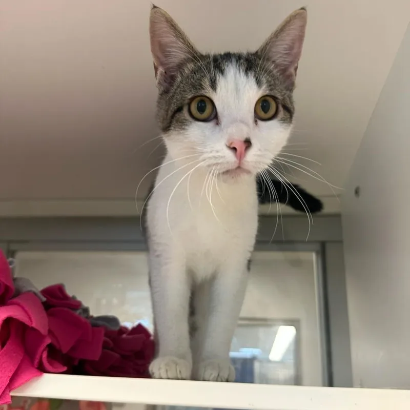 A baby medium-sized male Tabby (Brown / Chocolate) Domestic Short Hair cat named Loki for adoption in Manassas, VA