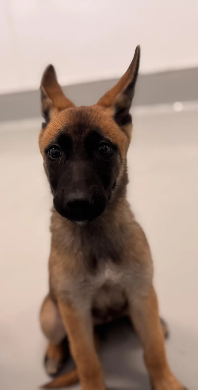 A baby small-sized male Belgian Shepherd / Malinois dog named Riley for adoption in Chico, CA