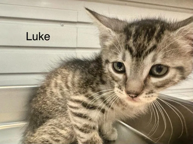 A baby small-sized male Domestic Short Hair cat named Luke for adoption in Saint George, UT