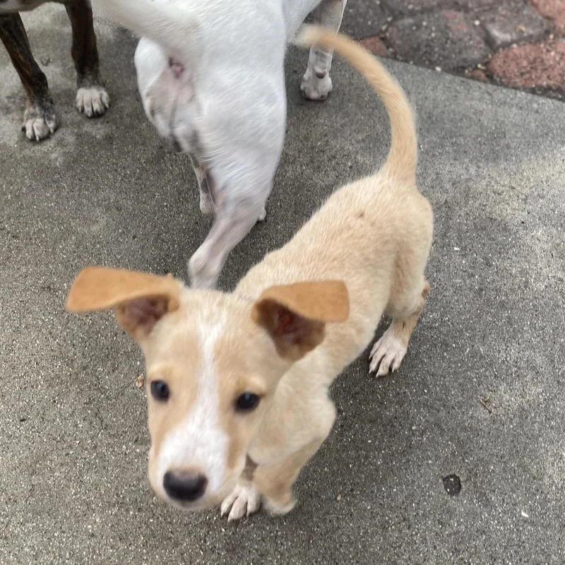 A baby medium-sized male Labrador Retriever dog named Hocus Pocus for adoption in Escondido, CA