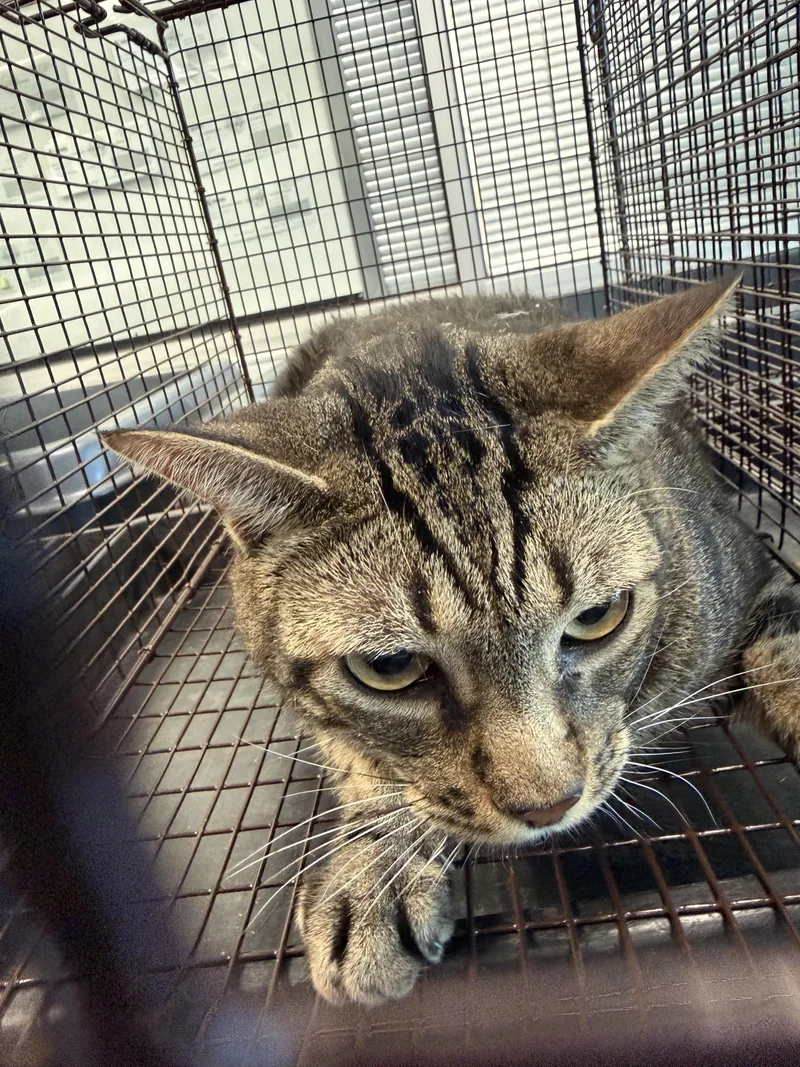 An adult medium-sized male Domestic Short Hair cat named Rocket for adoption in Chatsworth, CA