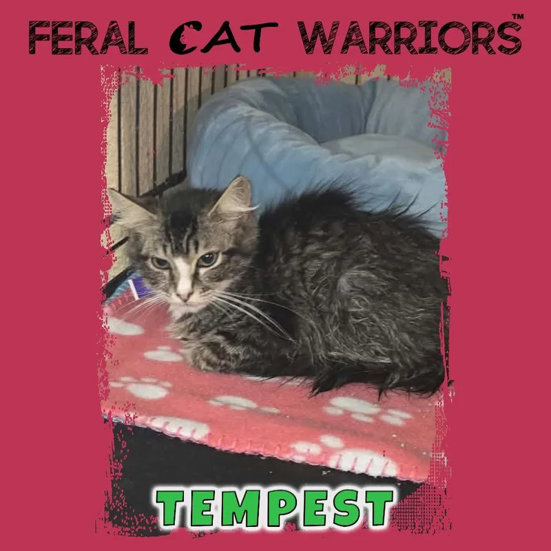A young small-sized male Brown / Chocolate Domestic Short Hair cat named Tempest for adoption in Kingman, AZ