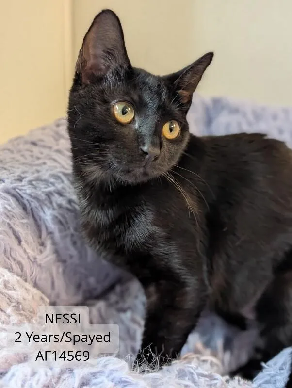Nesi