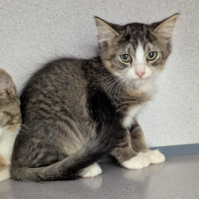 A baby small-sized male Brown / Chocolate Domestic Short Hair cat named Snapdragon for adoption in Evansville, IN