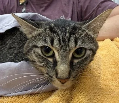 An adult medium-sized female Domestic Short Hair cat named Thelma for adoption in Fishers, IN