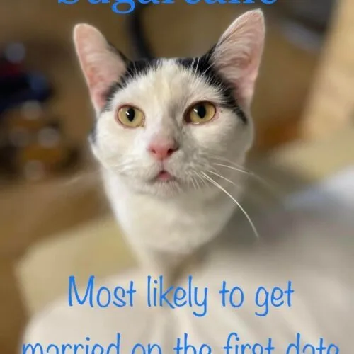 Sugarcane thumbnail 5