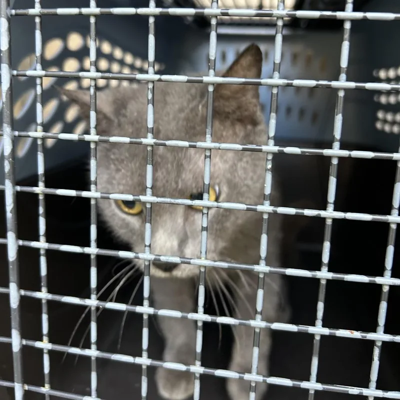 An adult medium-sized male Gray / Blue / Silver Domestic Short Hair cat named Smokey for adoption in League City, TX