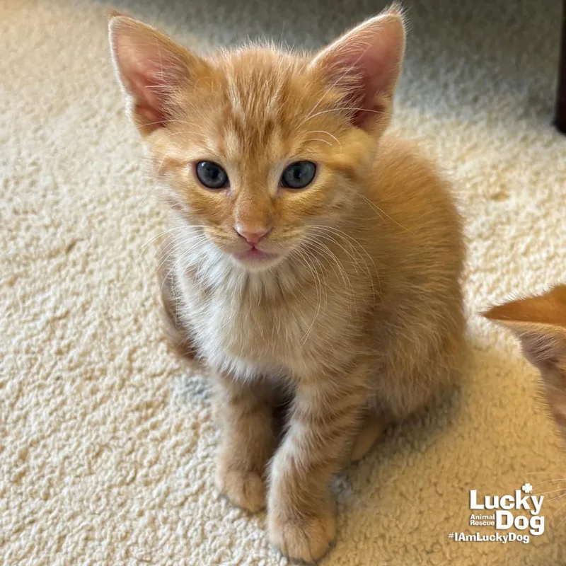 A baby medium-sized male Orange / Red Domestic Short Hair cat named Bitty Frank for adoption in Washington, DC