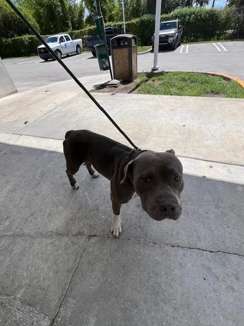 A young large-sized male Pit Bull Terrier dog named Blake for adoption in Miami, FL