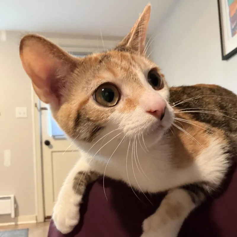 A young medium-sized female Calico Domestic Short Hair cat named Princess Donut for adoption in Gibsonia, PA