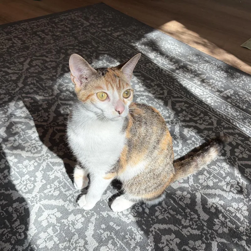 Princess Donut thumbnail 2