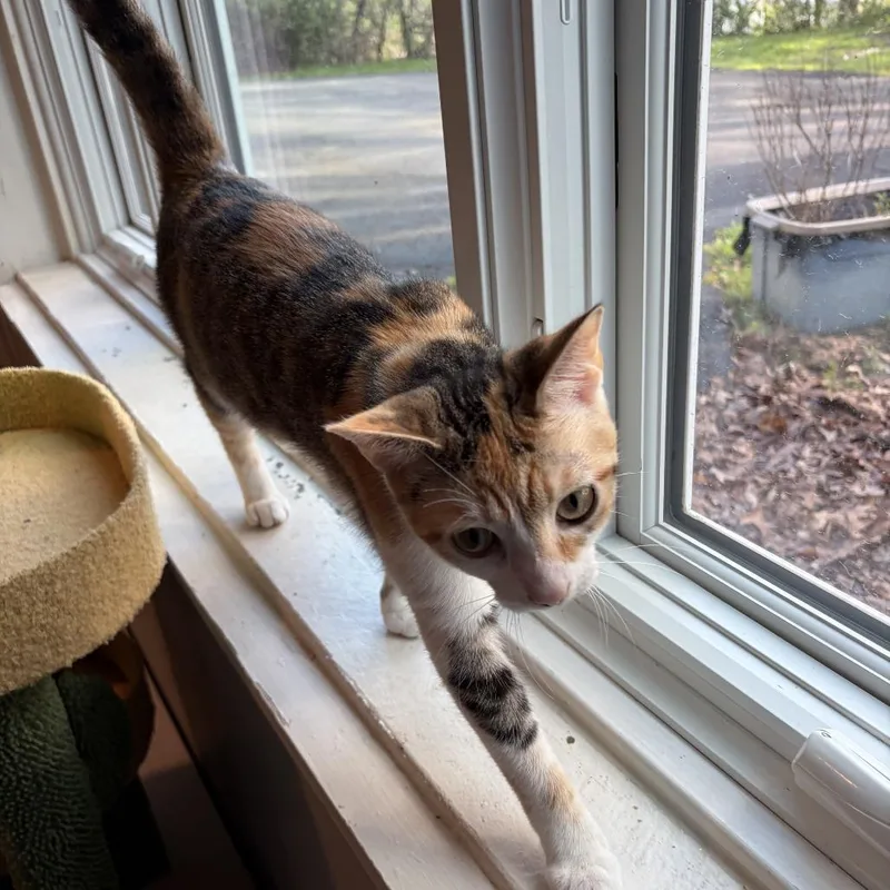 Princess Donut thumbnail 3