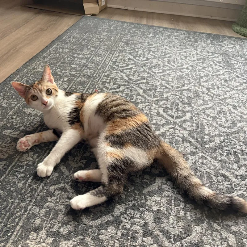 Princess Donut thumbnail 4