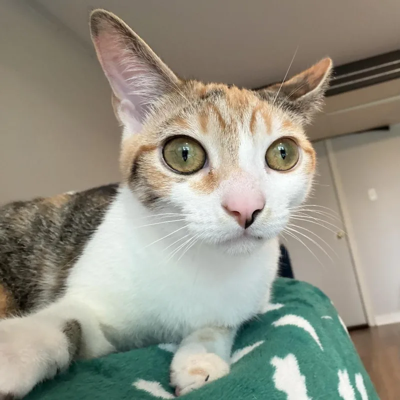 Princess Donut thumbnail 5