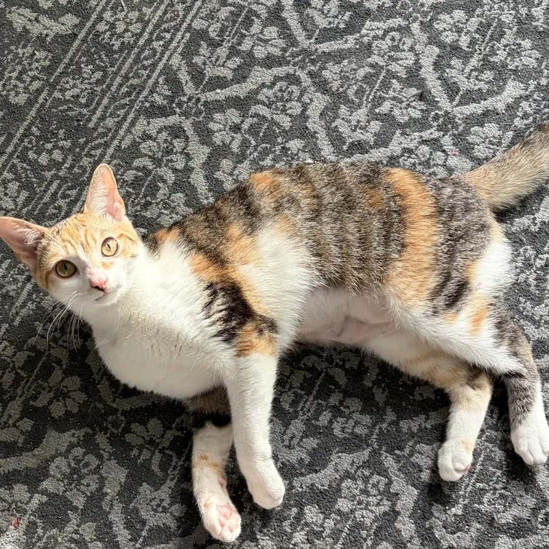 Princess Donut thumbnail 6