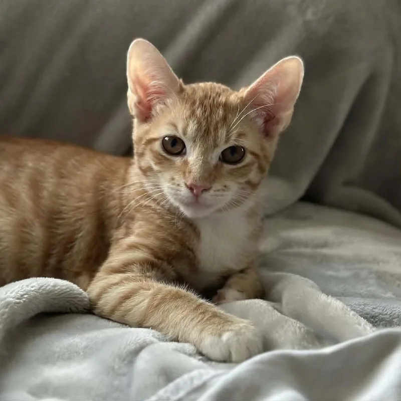 A baby medium-sized male Orange / Red Domestic Short Hair cat named Swedish Meatball for adoption in South Elgin, IL
