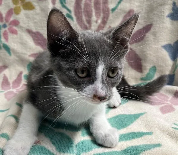 A baby small-sized female Domestic Short Hair cat named Tyra for adoption in Staten Island, NY