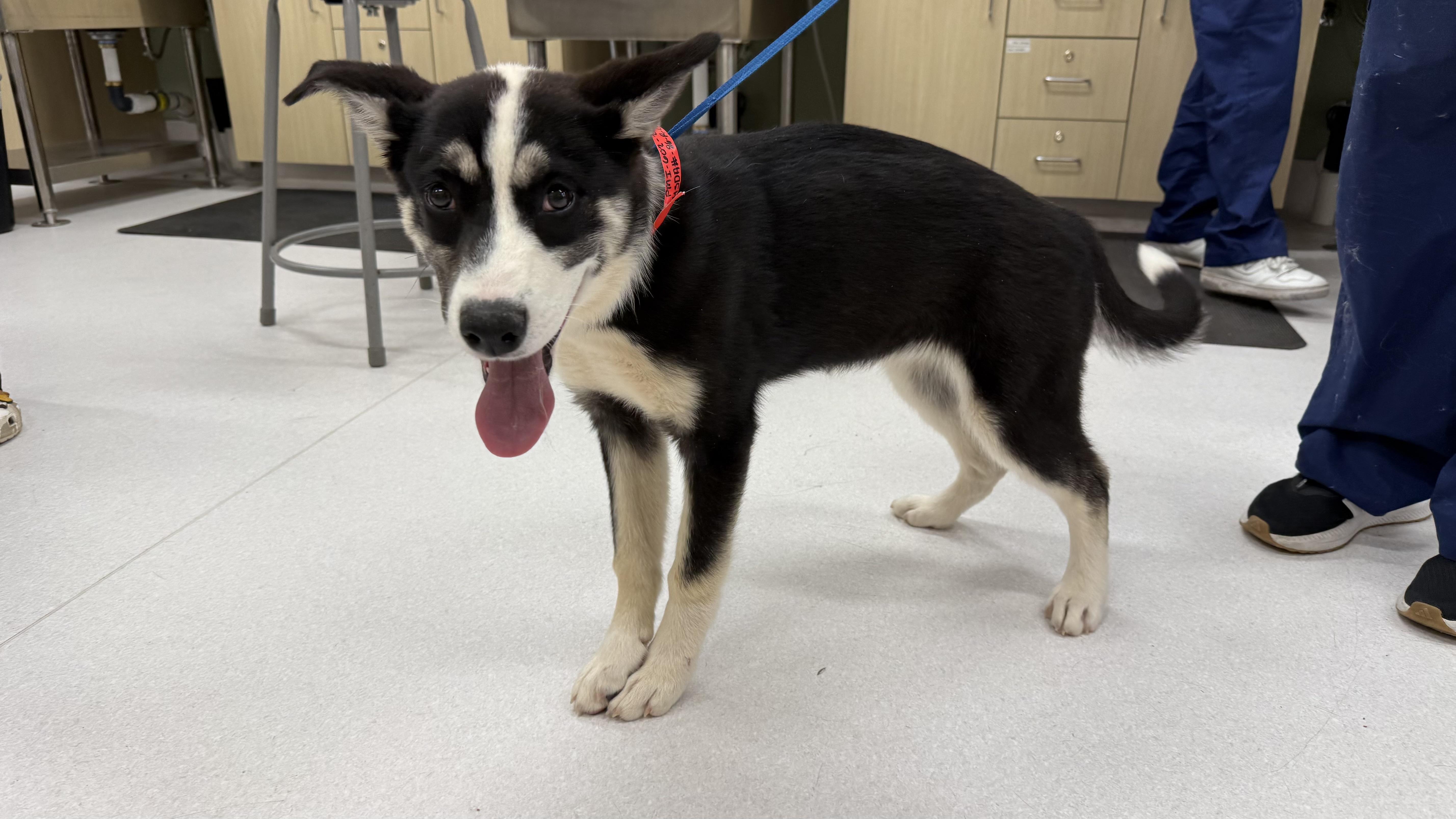 A baby large-sized female Tricolor (Brown, Black, & White) Siberian Husky dog named Maeve for adoption in Scottsdale, AZ