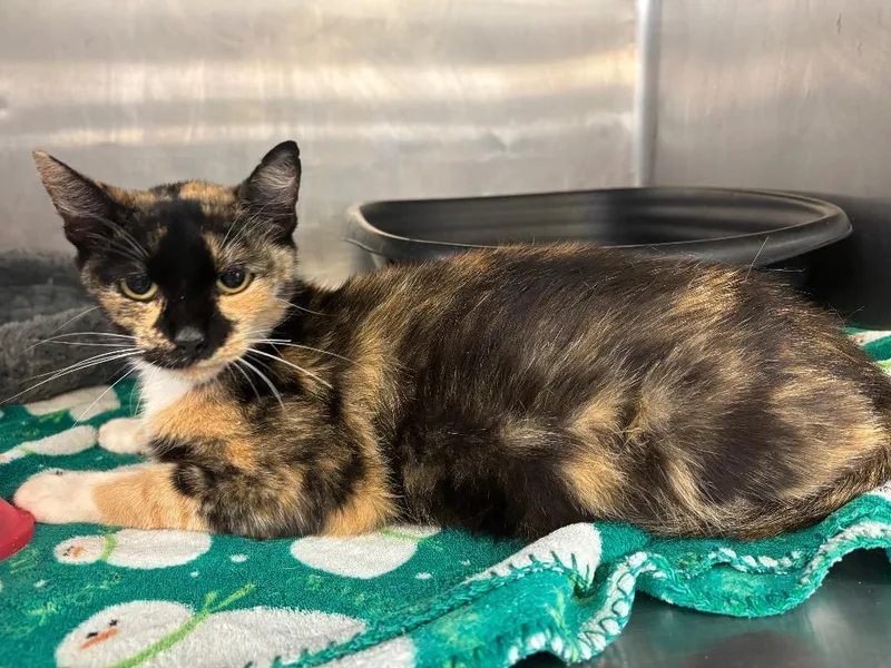 An adult medium-sized female Calico Domestic Short Hair cat named Darcy for adoption in Winnsboro, SC