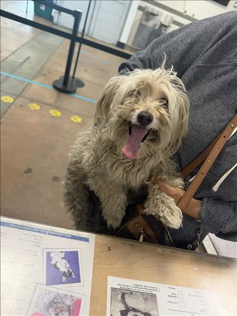 A senior small-sized female Poodle dog named Zoe for adoption in Van Nuys, CA