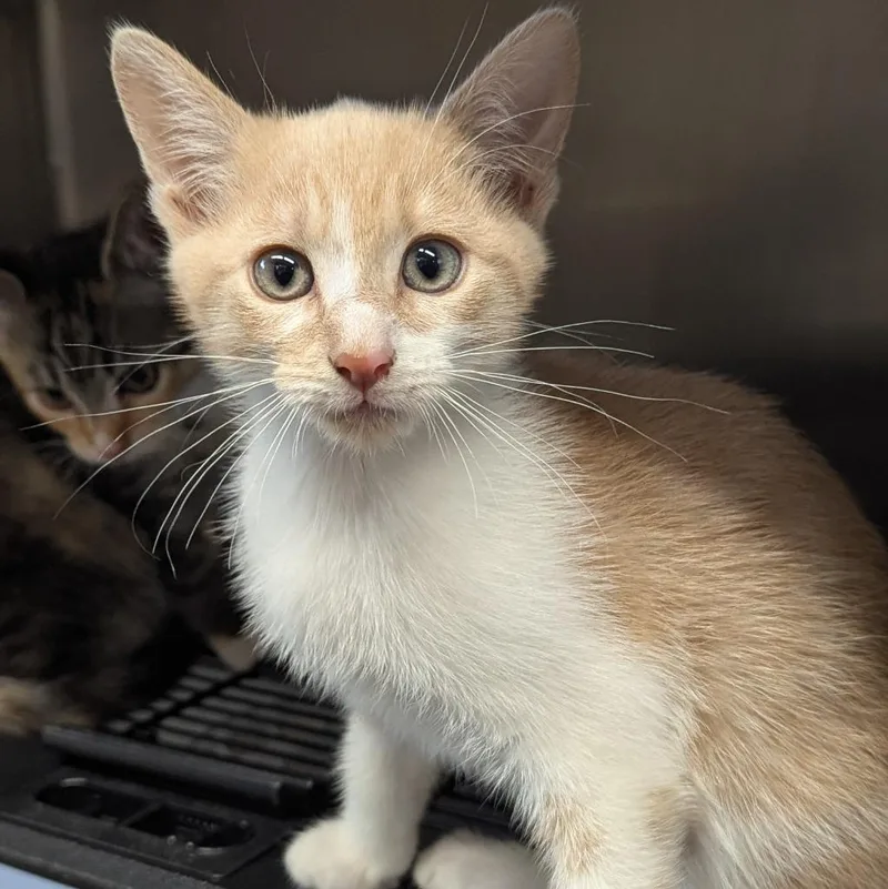 A baby medium-sized male Domestic Short Hair cat named Bread for adoption in Aberdeen, WA
