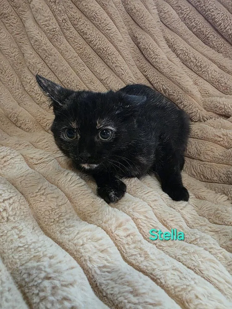 A baby small-sized female Domestic Short Hair cat named Stella for adoption in Elyria, OH