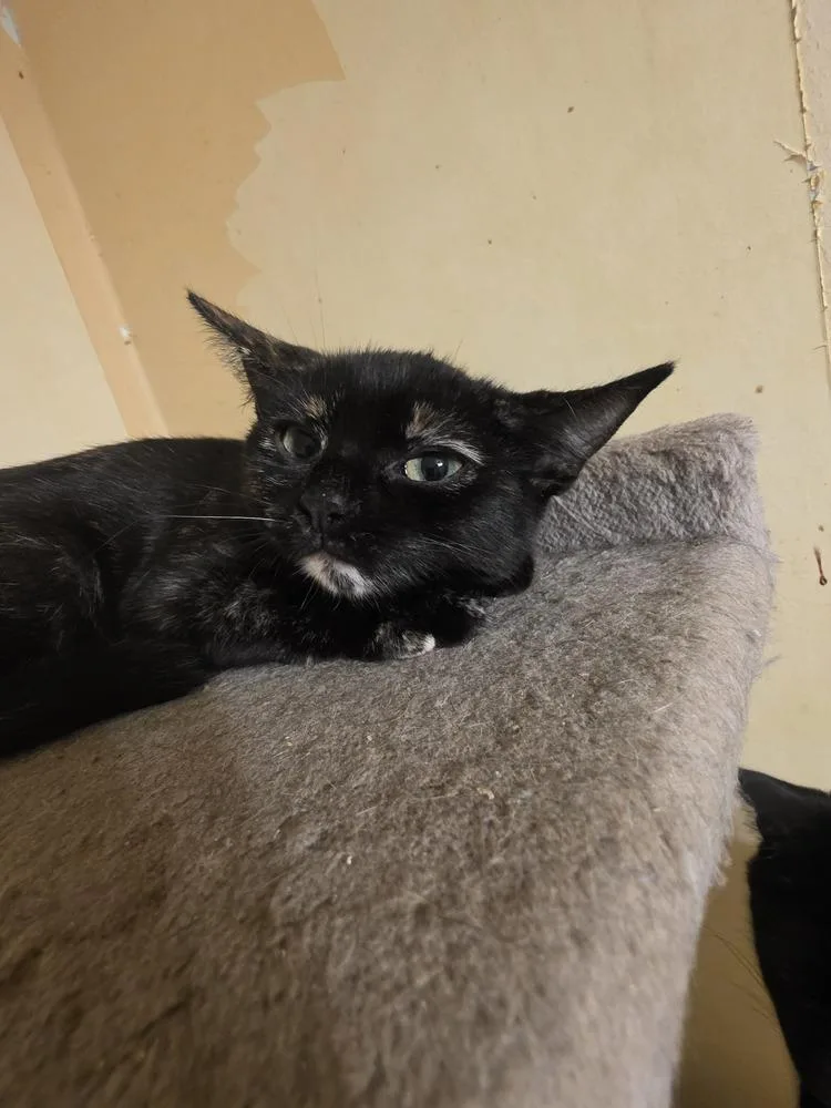 Stella thumbnail 2