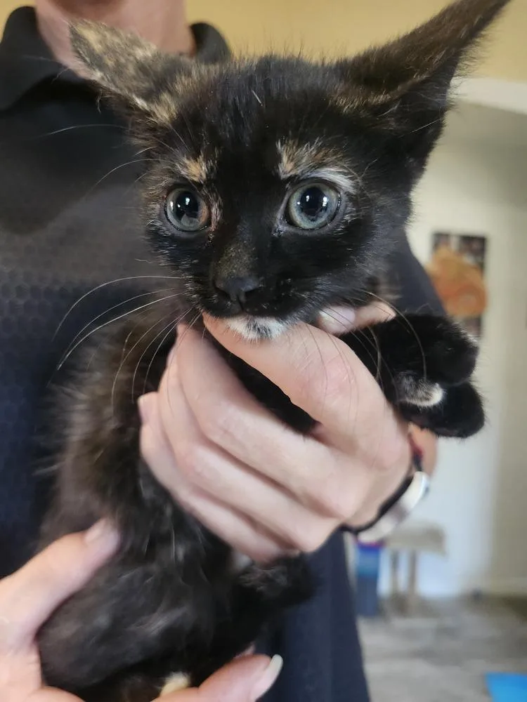 Stella thumbnail 4