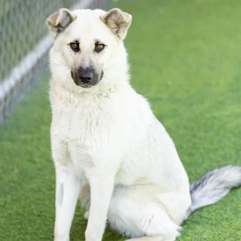A young large-sized female German Shepherd Dog dog named Nova for adoption in Camarillo, CA
