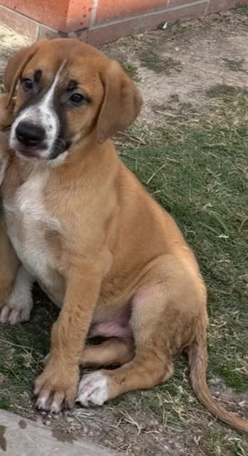 A baby small-sized male Boxer dog named A for adoption in Houston, TX