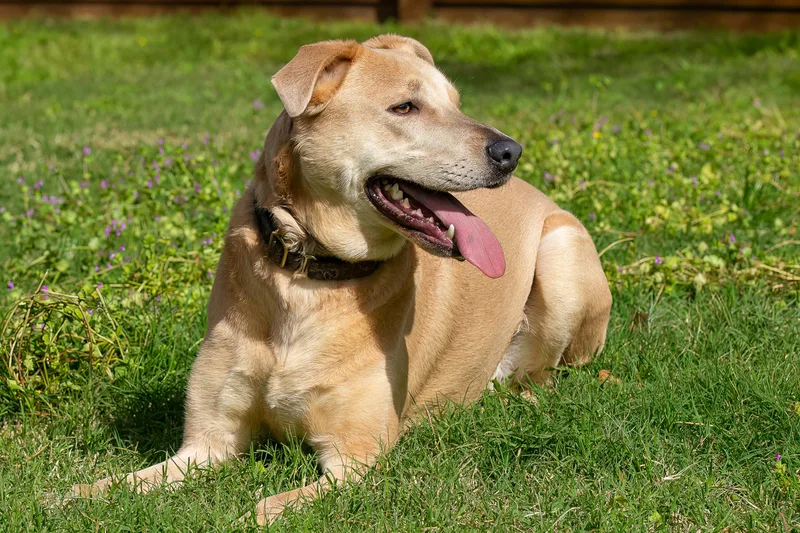 An adult medium-sized female Yellow / Tan / Blond / Fawn German Shepherd Dog dog named Yote Bear for adoption in Tomball, TX
