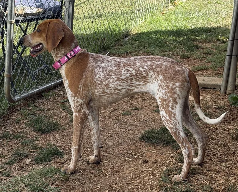 A baby medium-sized female Red / Chestnut / Orange Coonhound dog named Rachel for adoption in Lexington, MA