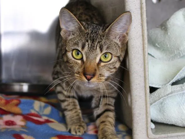 A young medium-sized female Domestic Short Hair cat named Needy for adoption in Tallahassee, FL