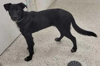 A young medium-sized male Black Mixed Breed dog named Kiddo for adoption in Kansas City, MO