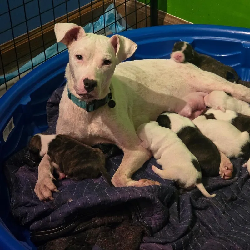 An adult medium-sized female White / Cream Pit Bull Terrier dog named Hera for adoption in Durham, NC