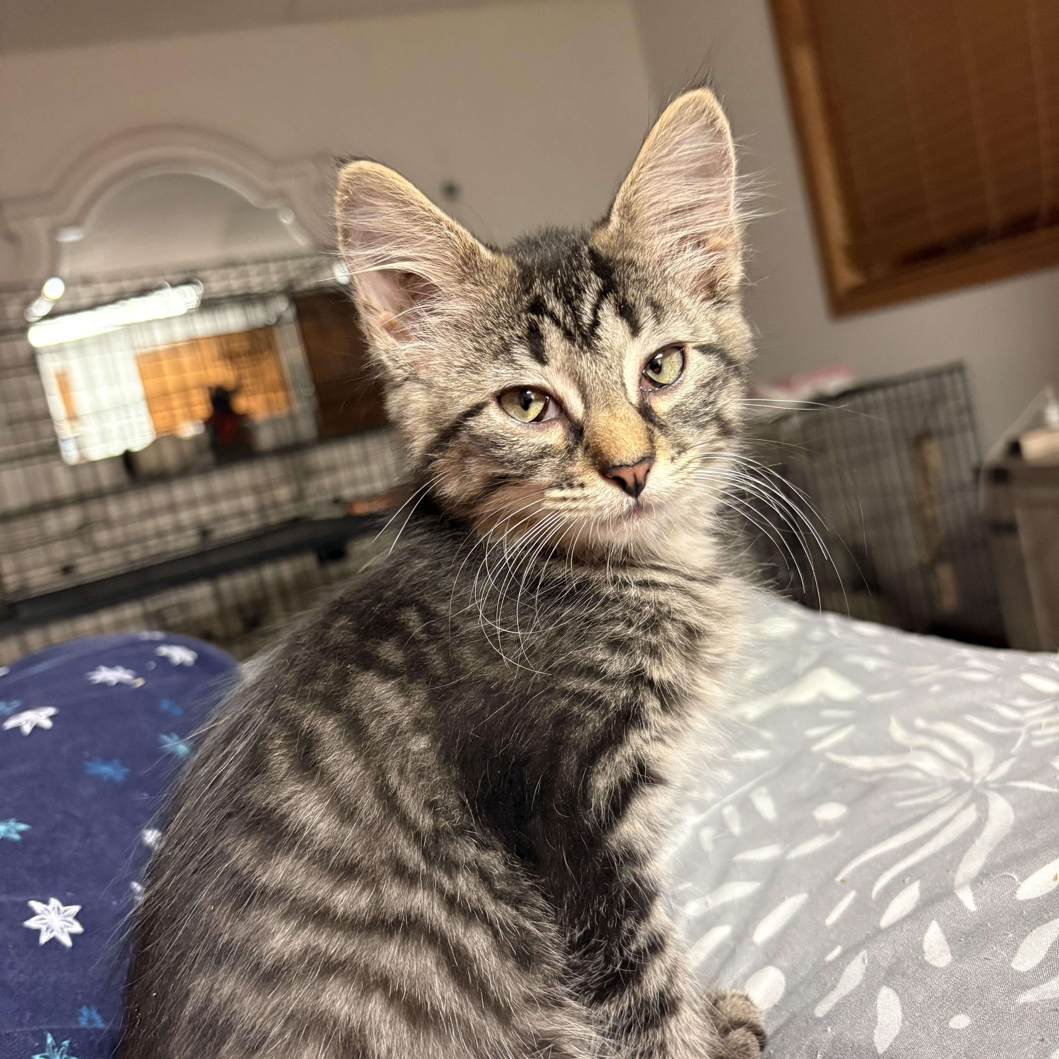 A baby small-sized male Tabby (Brown / Chocolate) Domestic Short Hair cat named Panama for adoption in Highland, IN