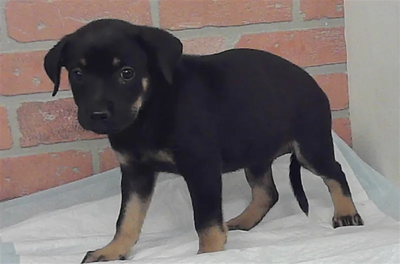 A baby small-sized female Staffordshire Bull Terrier dog named A for adoption in Houston, TX