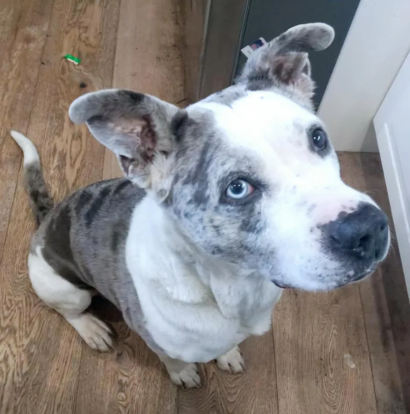 Gentle Bowie Blueeye thumbnail 2