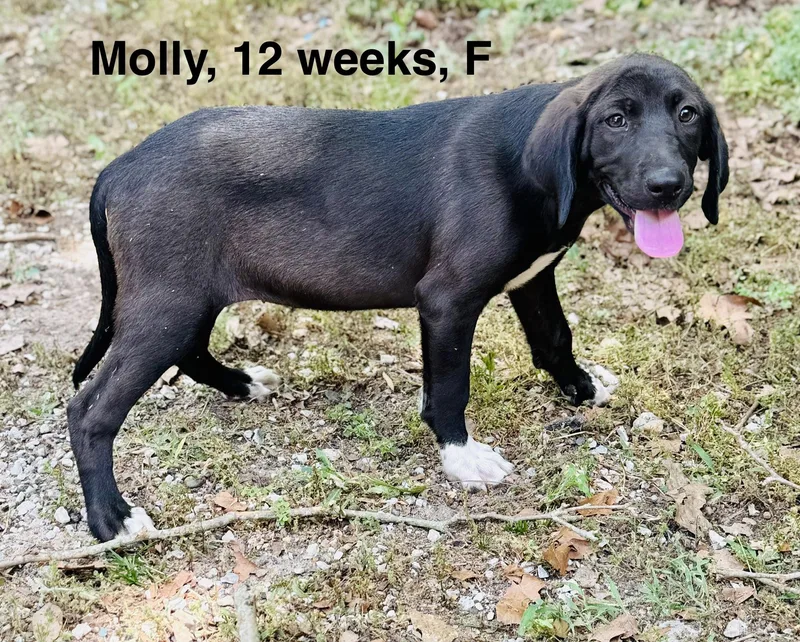 Molly