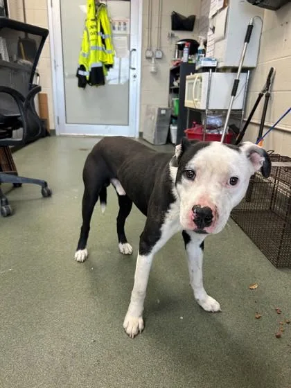 Marshall thumbnail 2